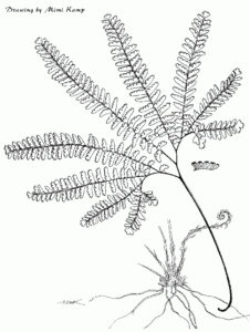 Thyroid Function and Dysfunction - Maidenhair Fern - adiantum_pedatum