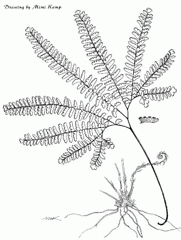 Thyroid Function and Dysfunction - Maidenhair Fern - adiantum_pedatum