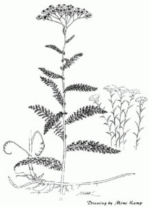 Origins of Thyroid Disease - Yarrow - achillea_millefolium