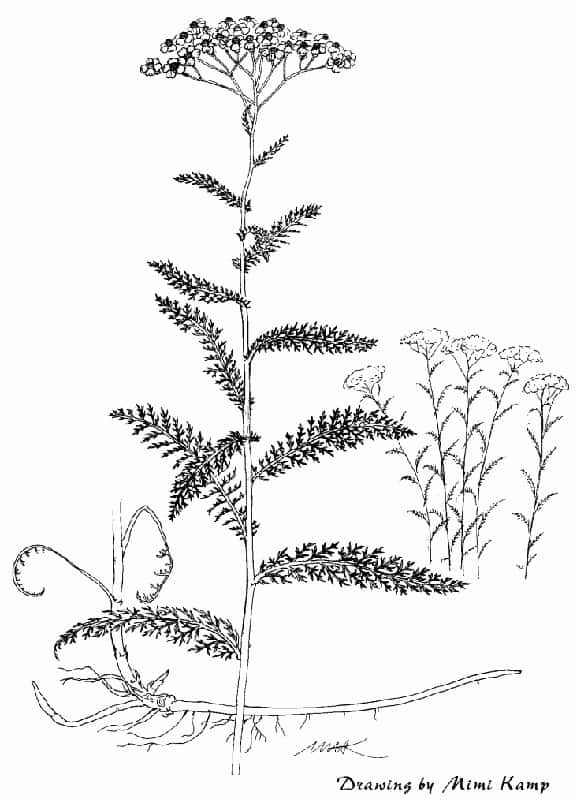 Origins of Thyroid Disease - Yarrow - achillea_millefolium