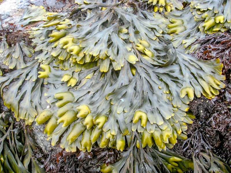 Bladderwrack (Fucus gardneri) in the Wild