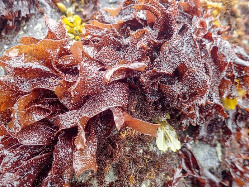 Gigartina Seaweed 2 - Red Marine Algae