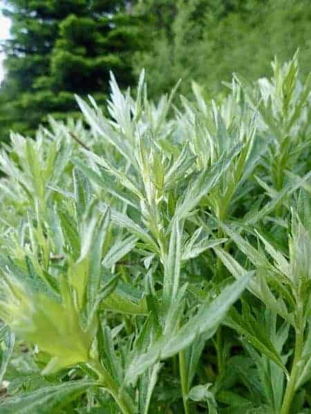 Mugwort (Artemisia douglasiana)
