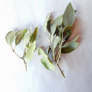Silk Tassel - Naturespirit Herbs