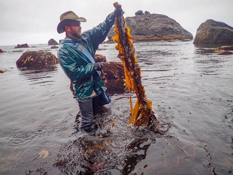 Sea Veggie Gomasio – Ocean Harvest Sea Vegetables