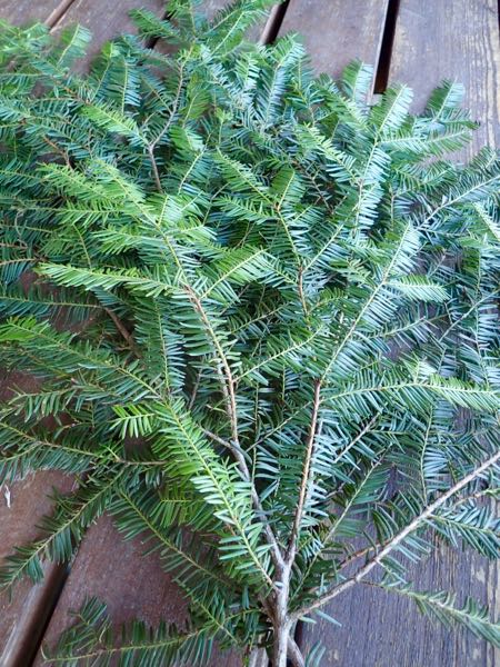 Yew (Taxus brevifolia)