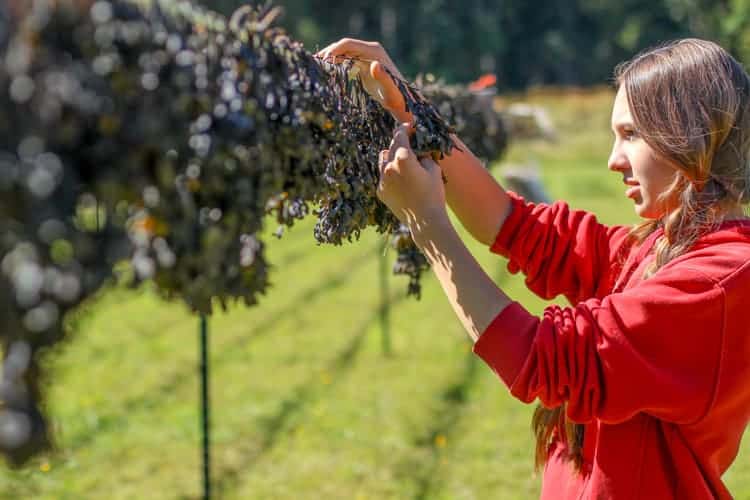 Hanging Gigartina Seaweed