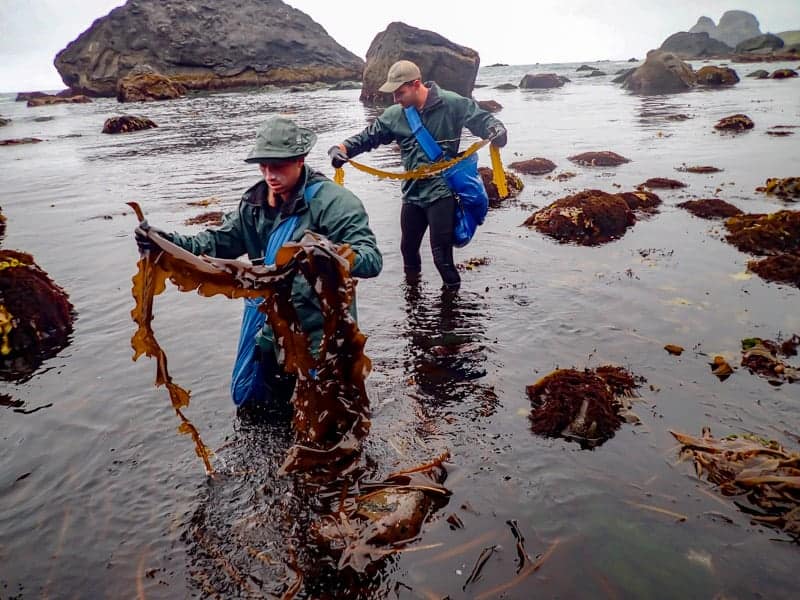 Harvesting Wakame Seaweed - Naturespirit Herbs