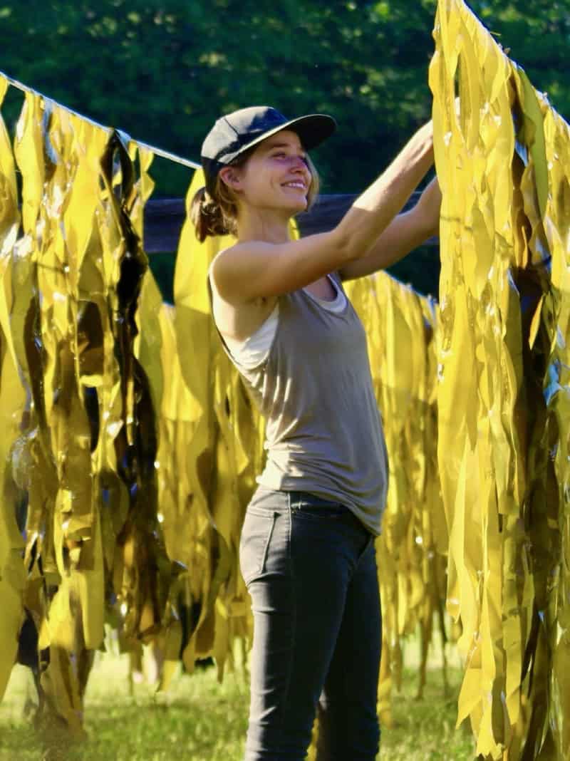 Woman hangs seaweed with lines of kelp on either side of her.