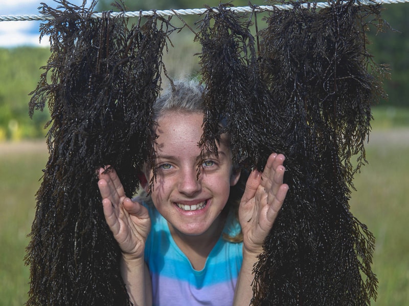 Naturespirit Herbs Reviews - Hanging Seaweed 2