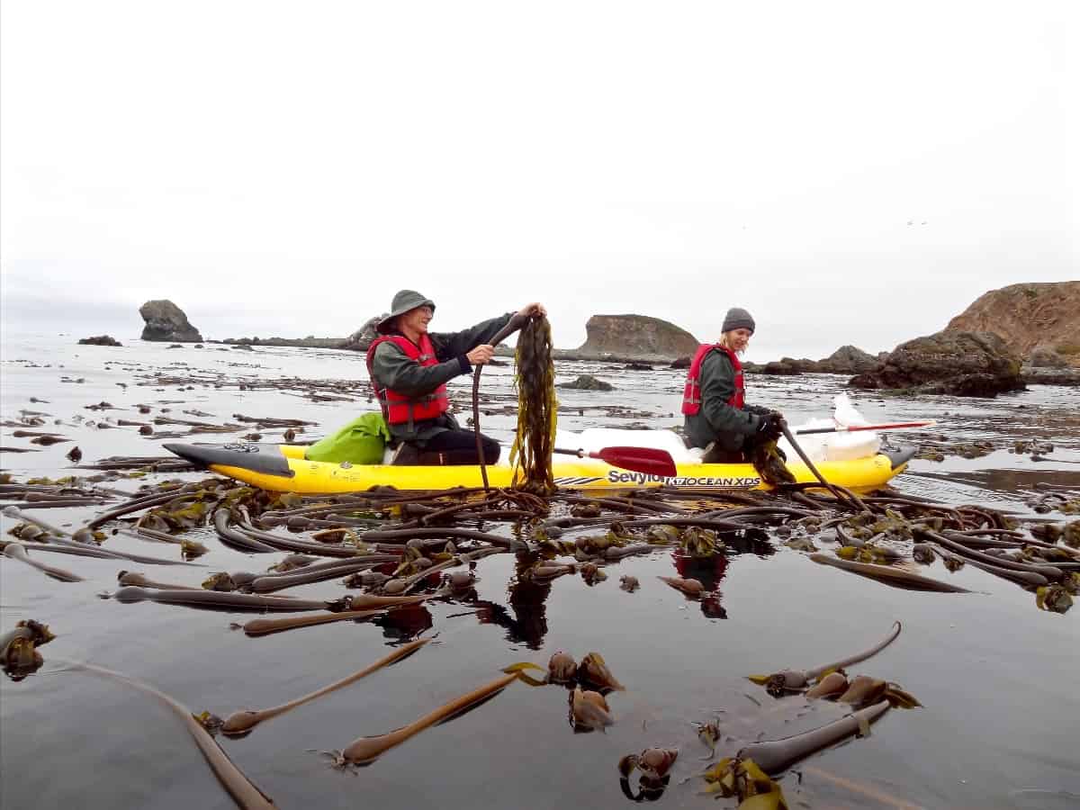 Harvesting kelp fronds from ocean kayaks