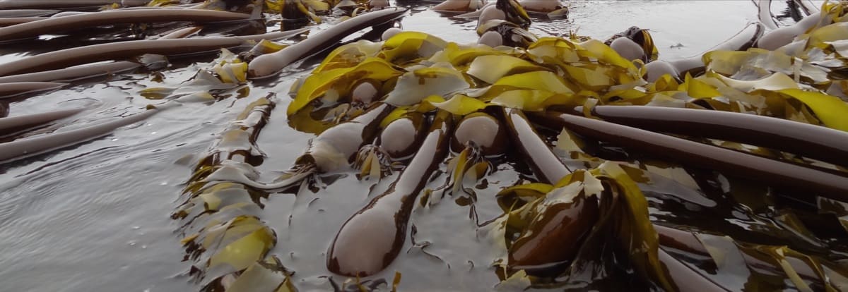 Kelp seaweed bobbing in ocean