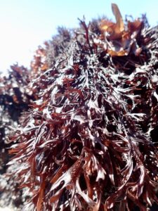 A closeup shot of Gigartina, a red marine algae/seaweed, growing on the California coast.