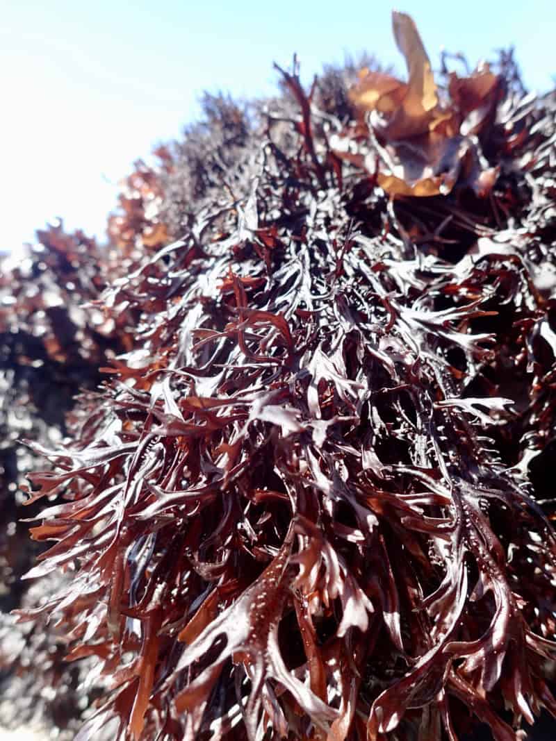A closeup shot of Gigartina, a red marine algae/seaweed, growing on the California coast.