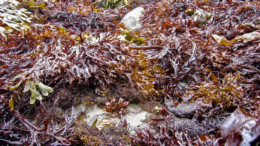 Gigartina on Rock