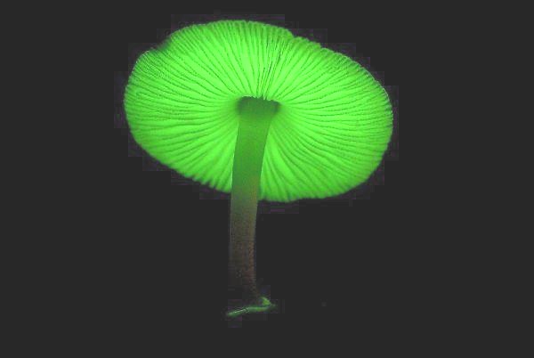 Jack-O-Lantern-Fungus