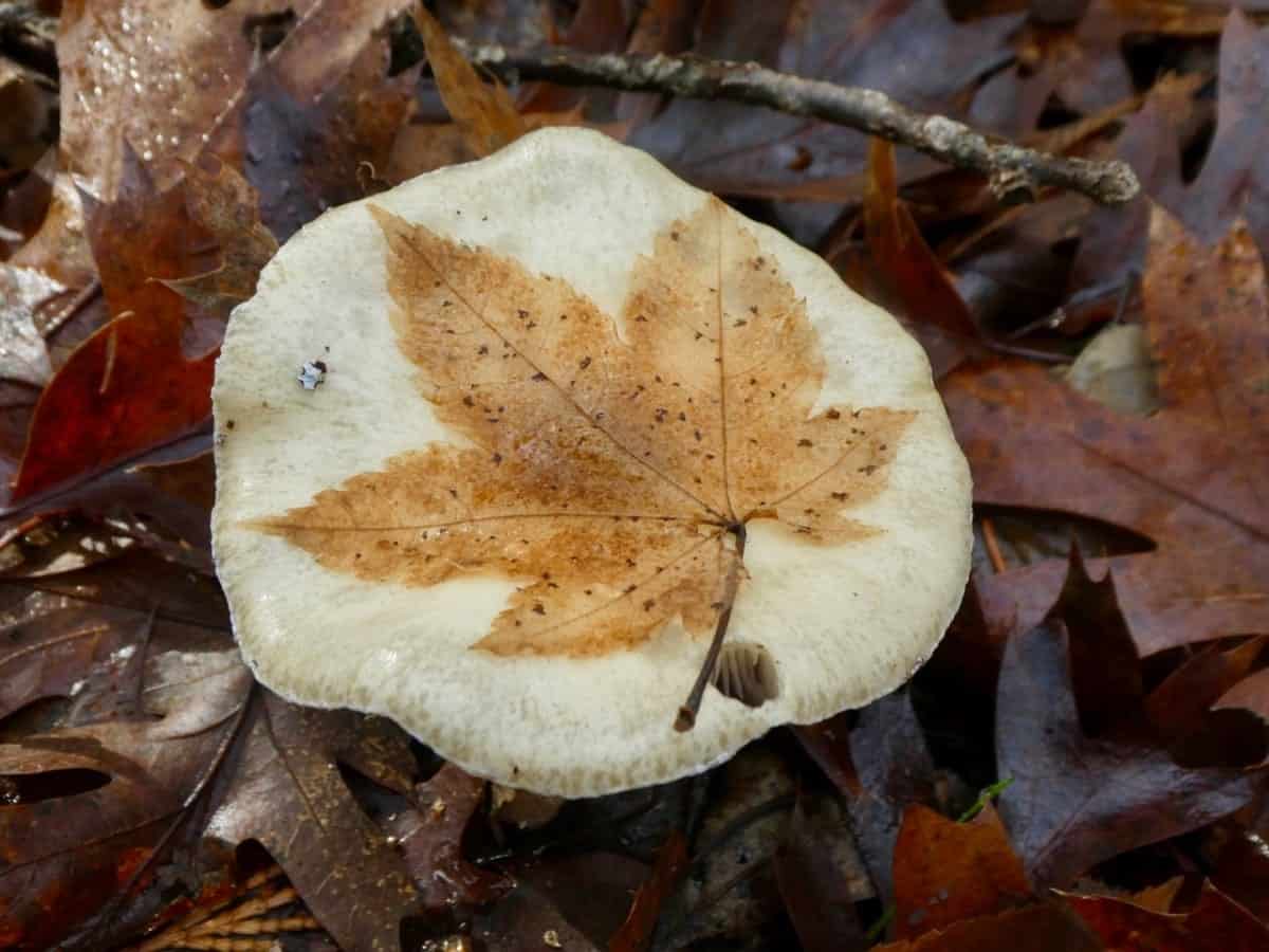 Mushroom Leaf Print