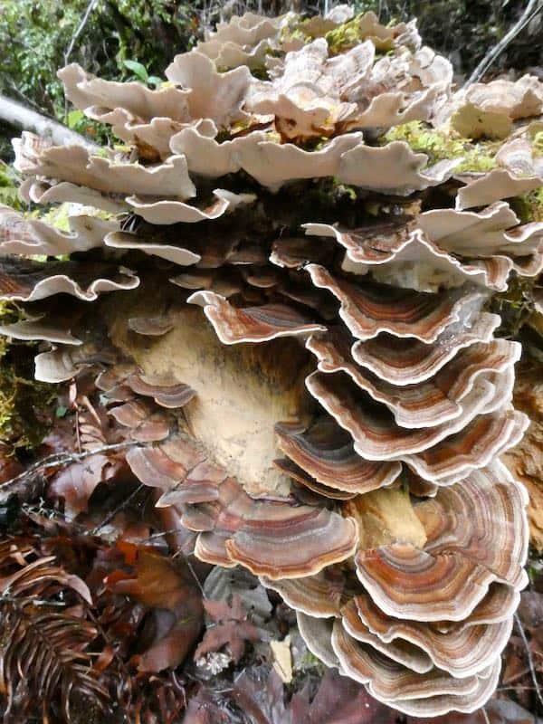 Turkey Tail Mushrooms 2