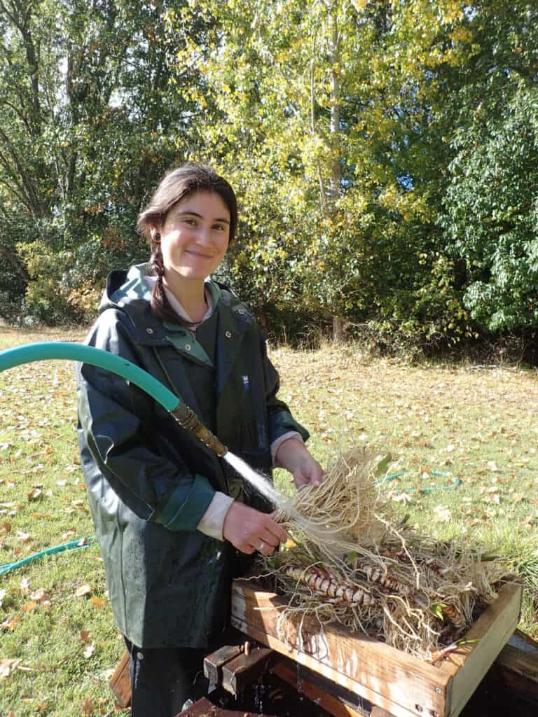 Read about the wonderful American Calamus (Acorus americanus) aka Sweet