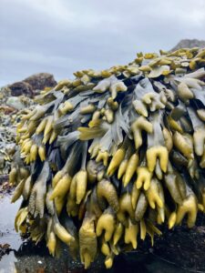Bladderwrack seaweed, closeup on the California coast