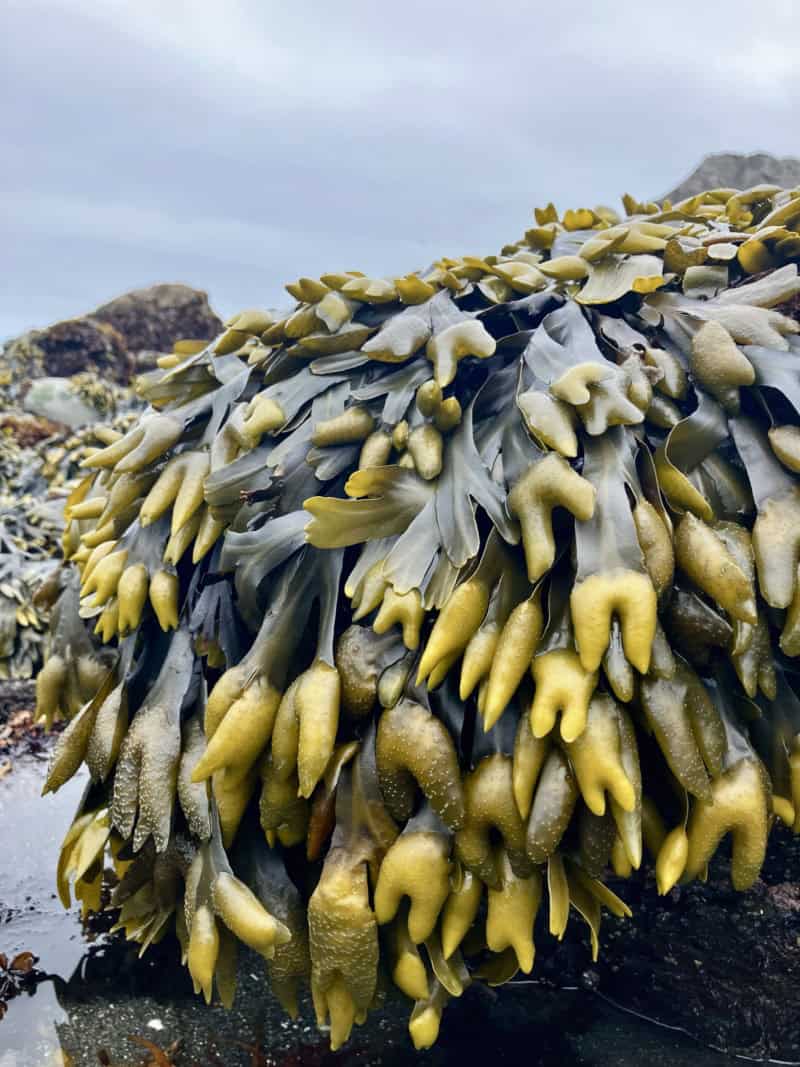 Bladderwrack seaweed, closeup on the California coast