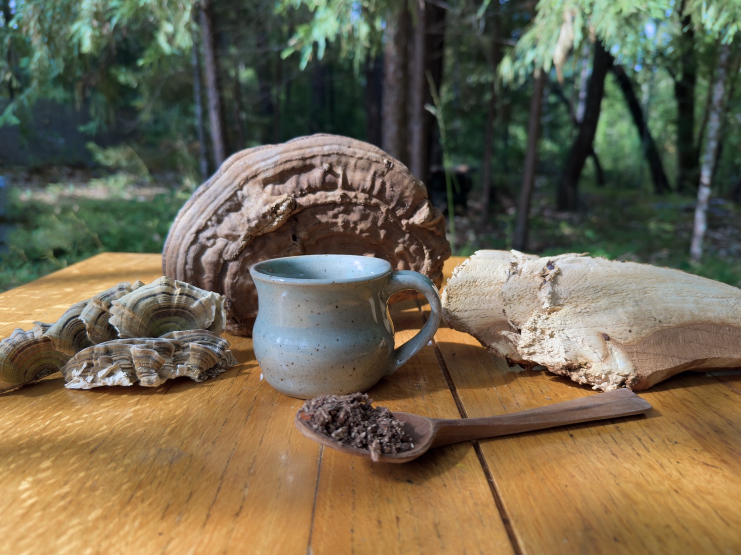 A lovely spread of mushrooms on a sun dappled table. Turkey Tail, Reishi and other, with a mug and spoon.