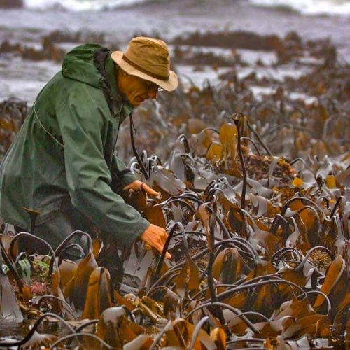 James Harvesting Kombu